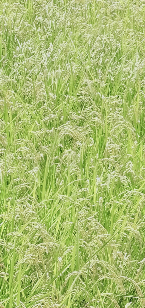 もうすぐ稲刈り