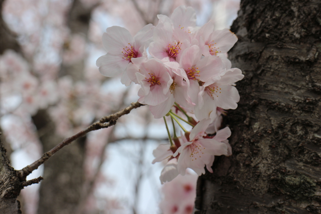 桜2