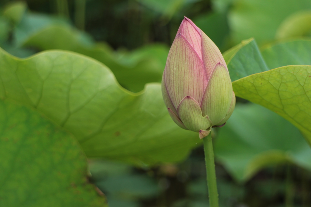もうすぐ咲くね