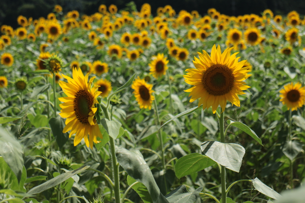 ひまわり畑