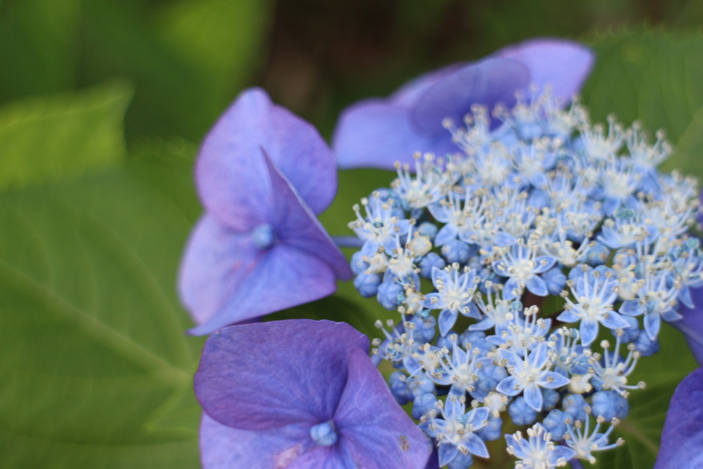 紫陽花2