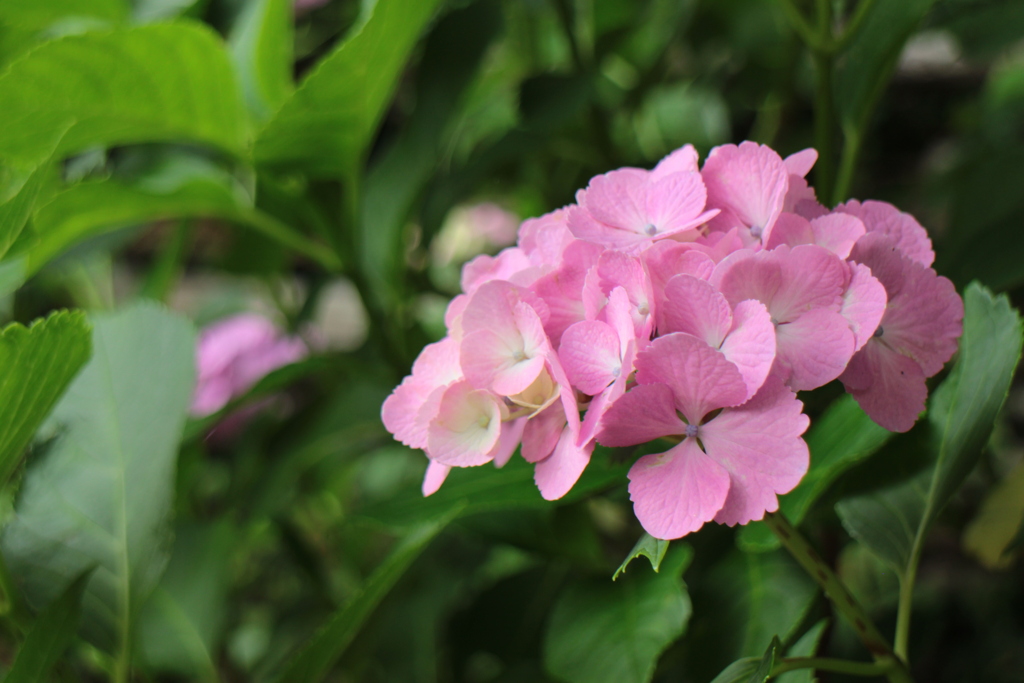 紫陽花6