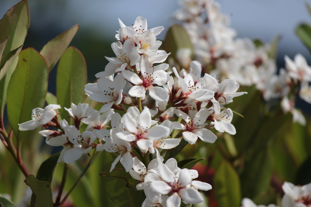 いい匂い。嬉しい出会い