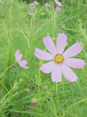 コスモス3