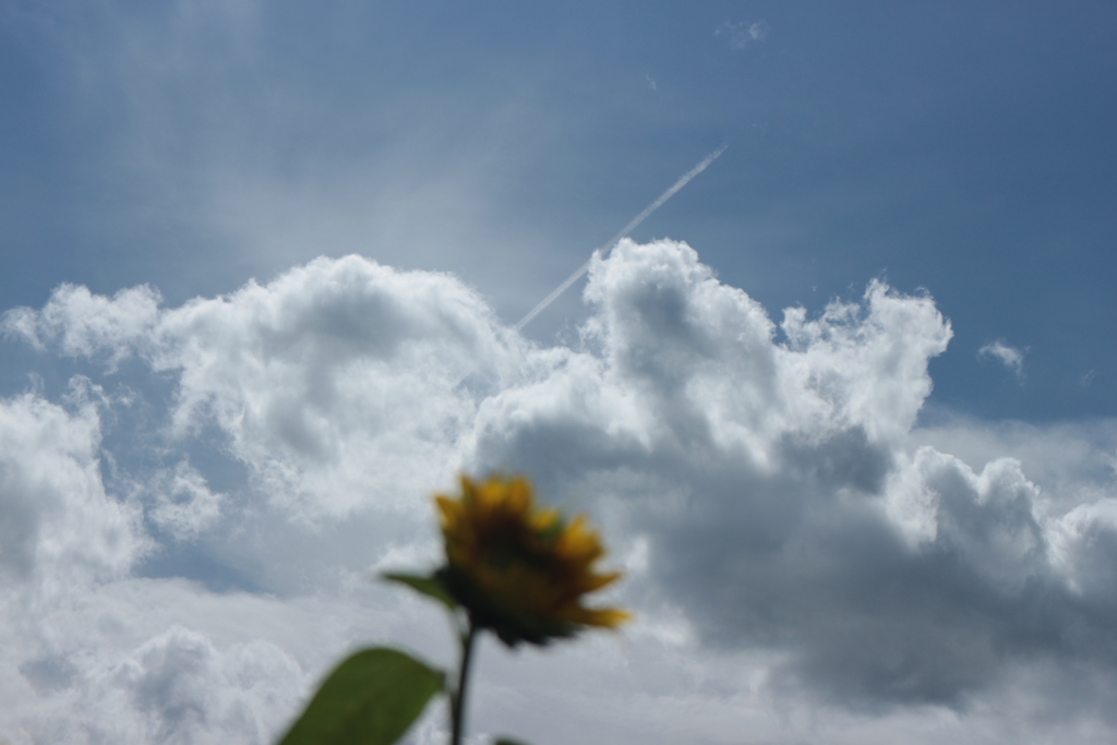 飛行機雲