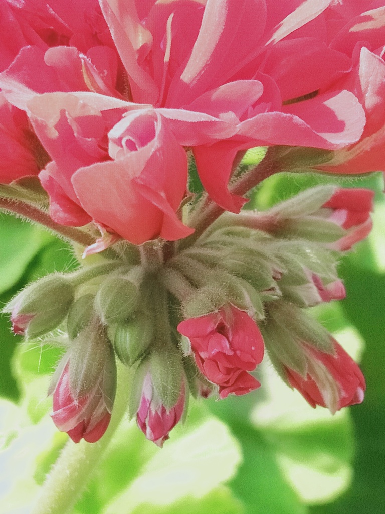 咲くのまだ待っています！