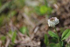 シロツメクサ２