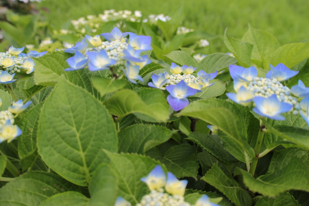 紫陽花6