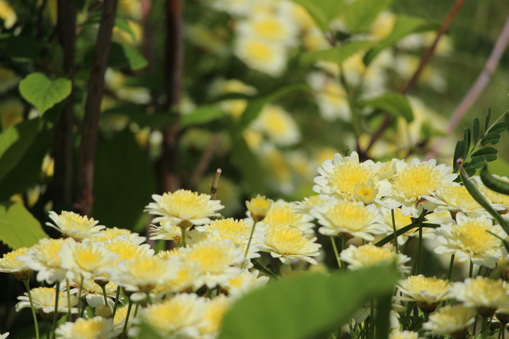 五月の匂い１５