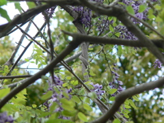 こんなところに