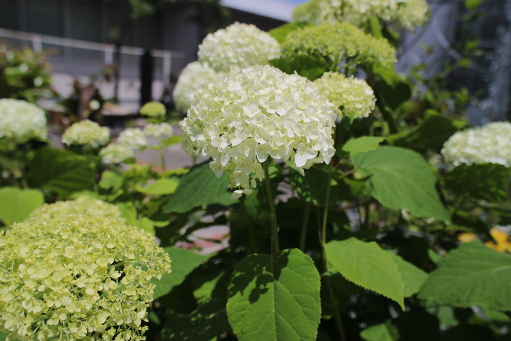 おはようございます