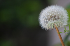 タンポポの綿毛