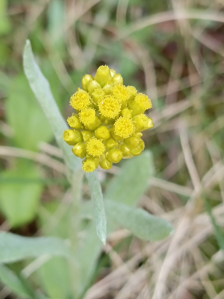 小さな花の声