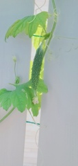 まだまだ小さなゴーヤーです