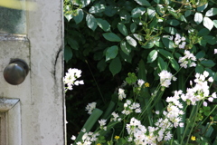 五月の匂い１１