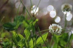 シロツメクサ１