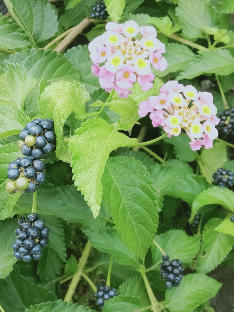 実がつきました