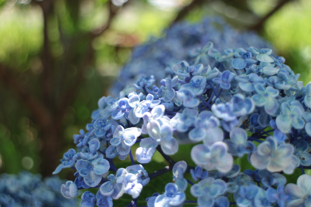 紫陽花