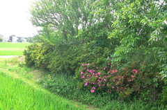 ほっとするピンク