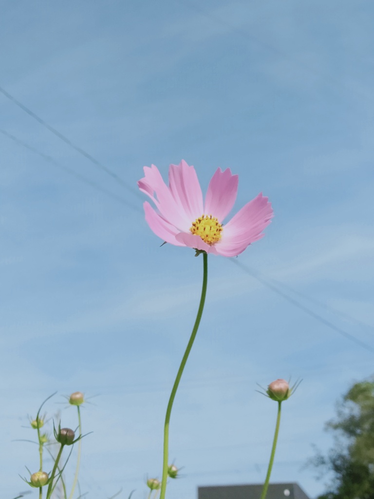 ピンクのコスモス
