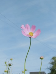 ピンクのコスモス