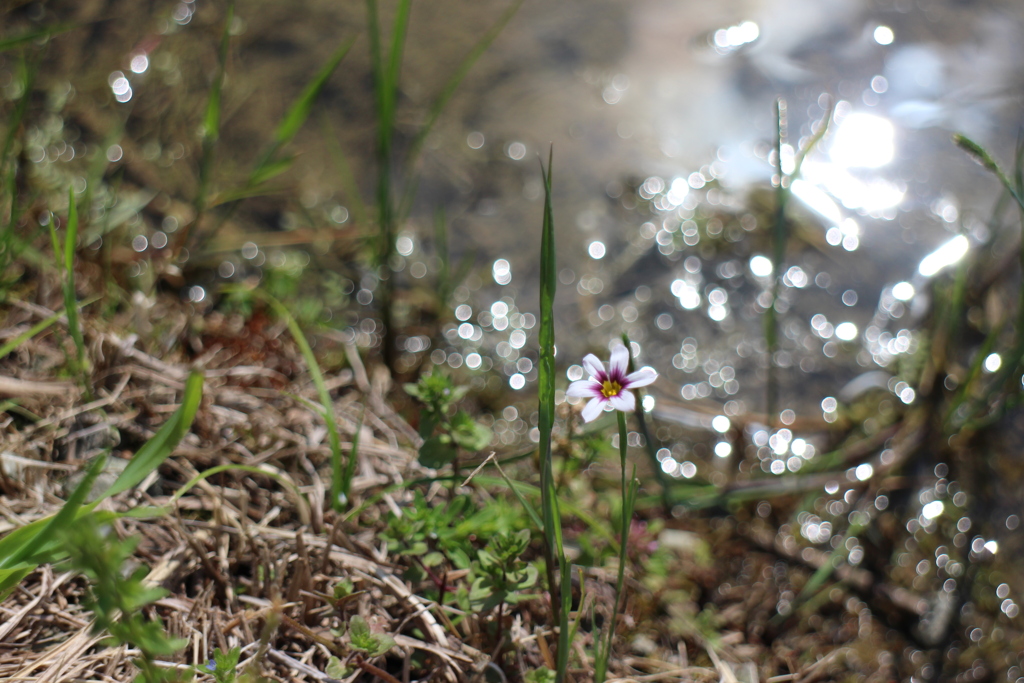 小さな小さな花
