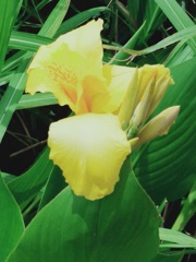 黄色の花
