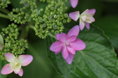 紫陽花２