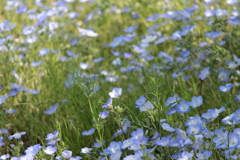 風に揺れる。嬉しい出会い