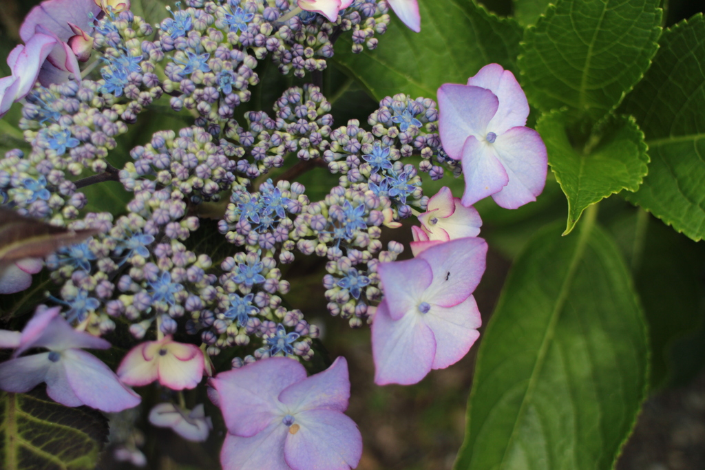 紫陽花10