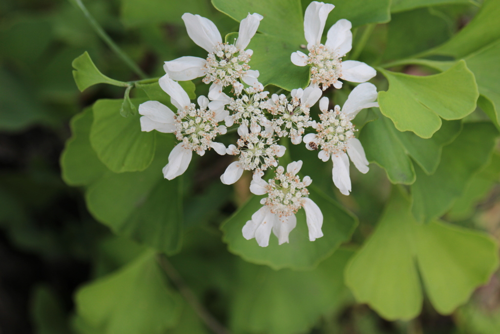 グリーンホワイト