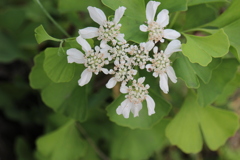 グリーンホワイト