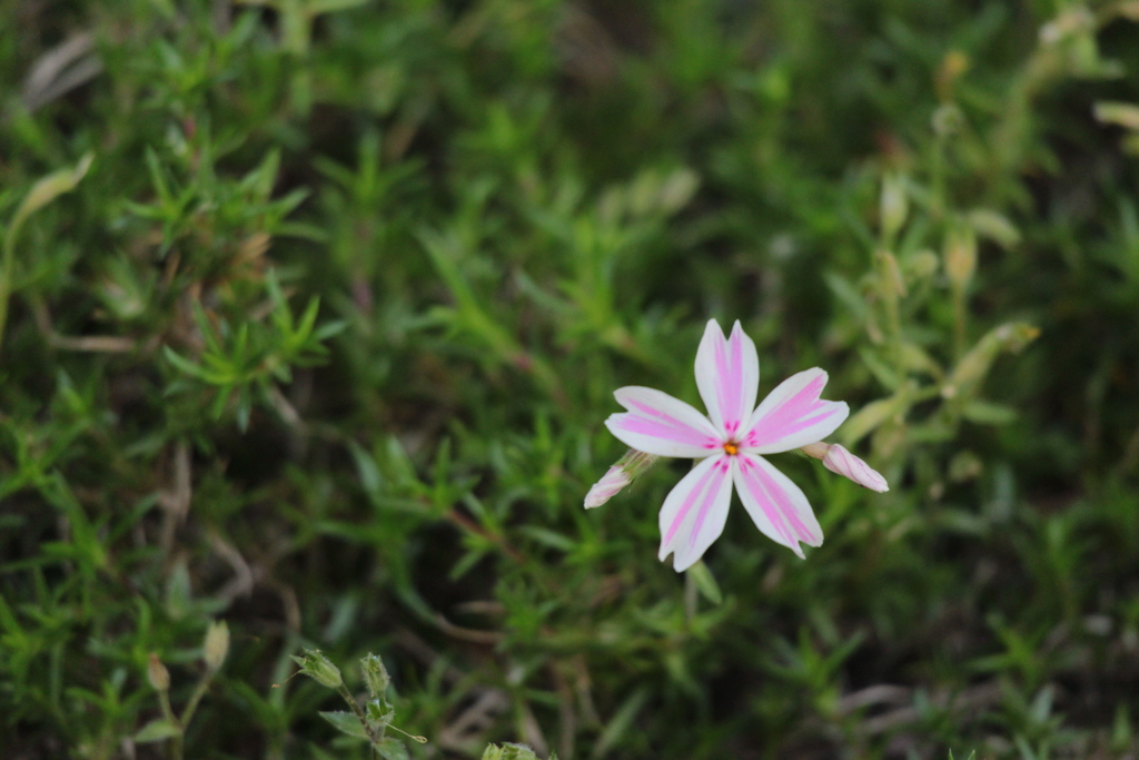 庭の芝桜との会話。嬉しい出会い