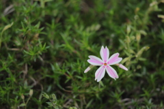 庭の芝桜との会話。嬉しい出会い