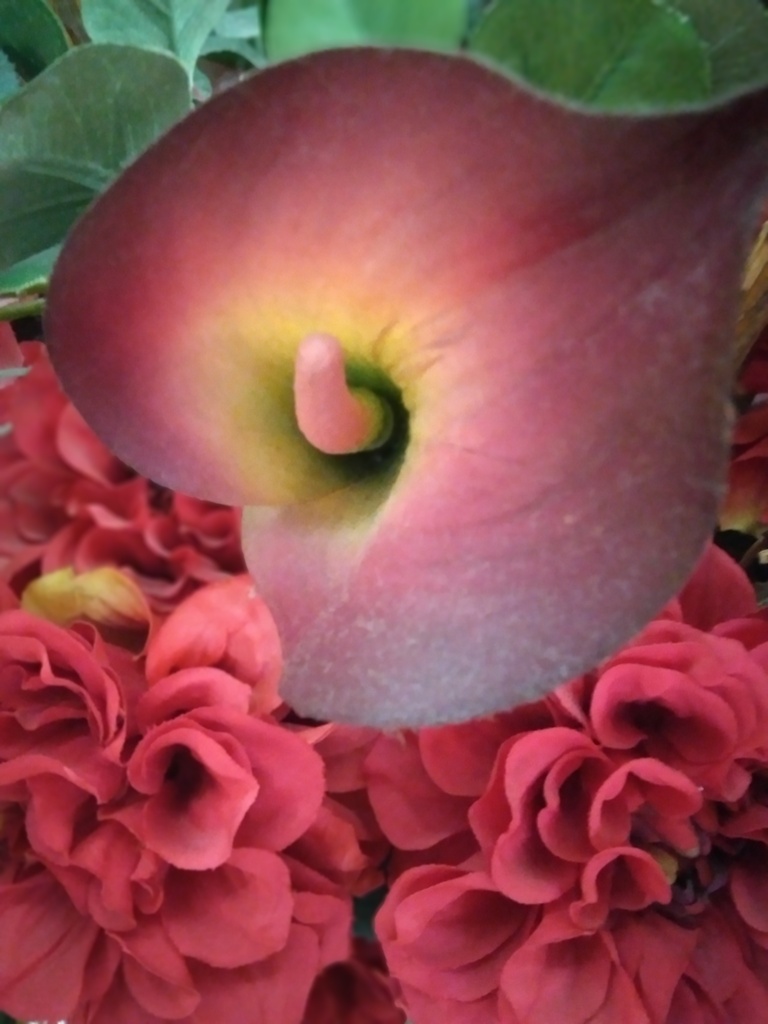 紅色