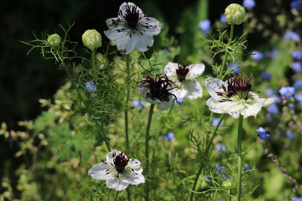 五月の匂い１３