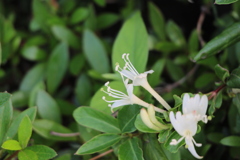 音が聞こえそう。嬉しい出会い