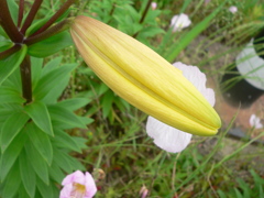 もうすぐ咲きます。