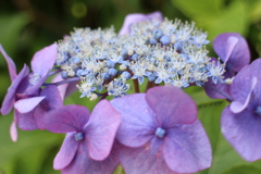 紫陽花1
