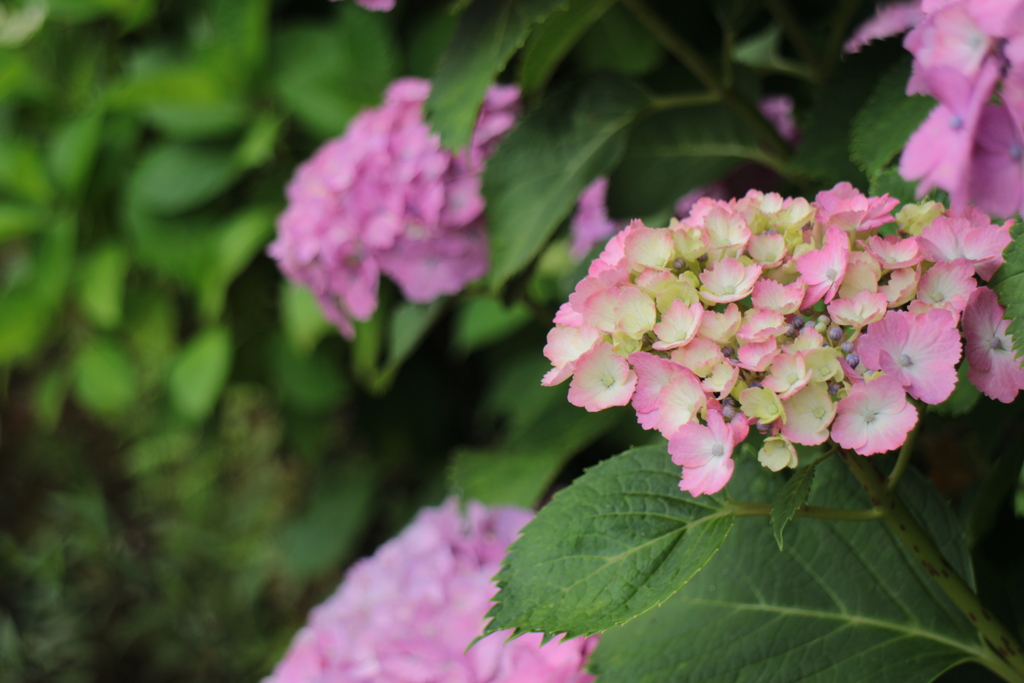 紫陽花7