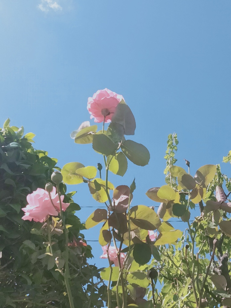 背伸び