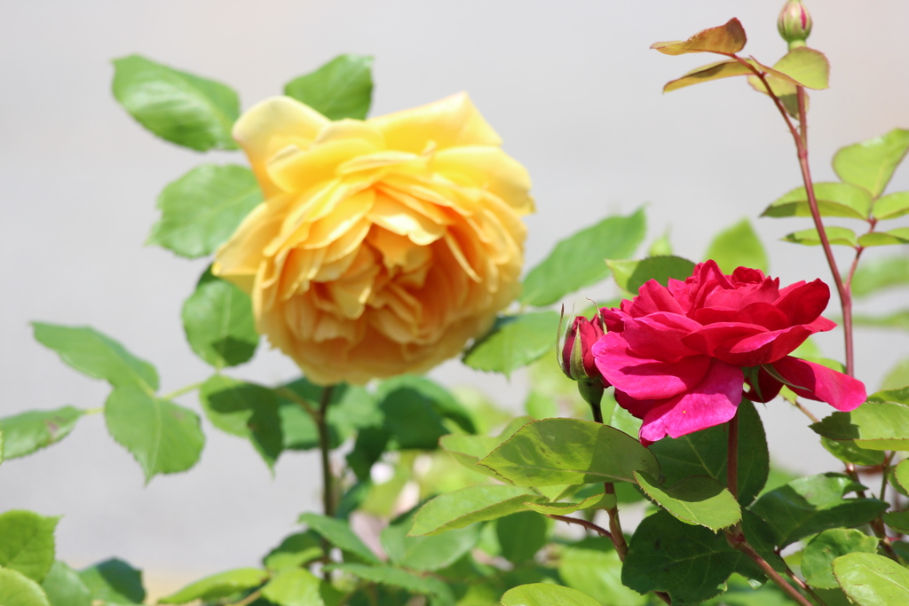 お話しましょう