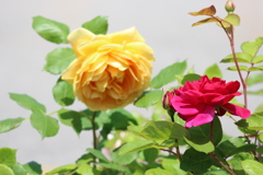 お話しましょう