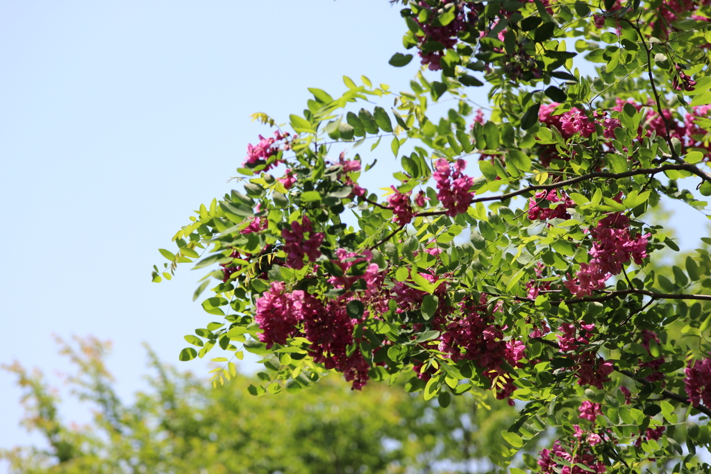 五月の匂い１２