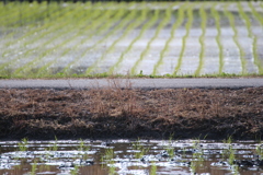田植え２