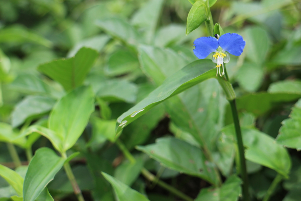露草