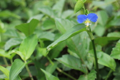 露草