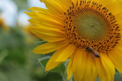 ひまわりと友達