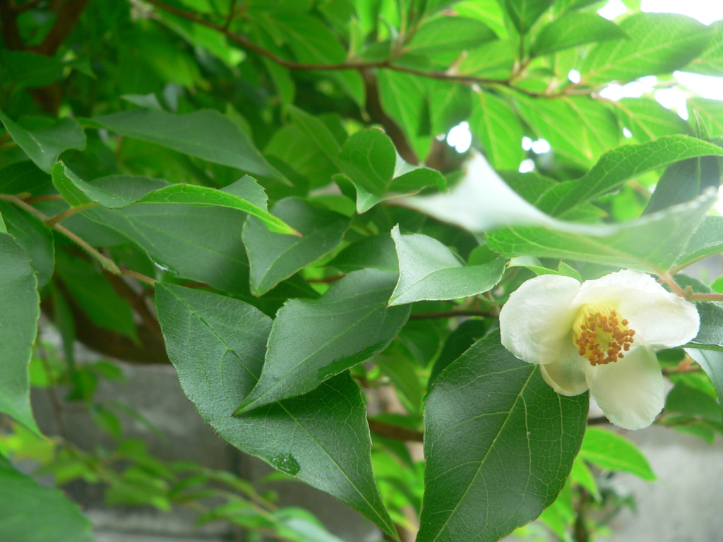 ひかえめに