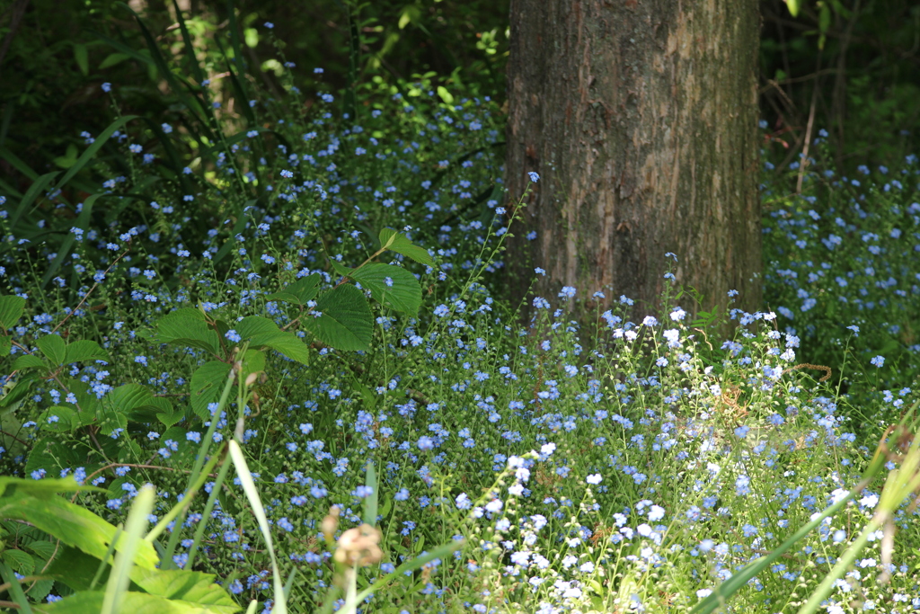 五月の匂い１６